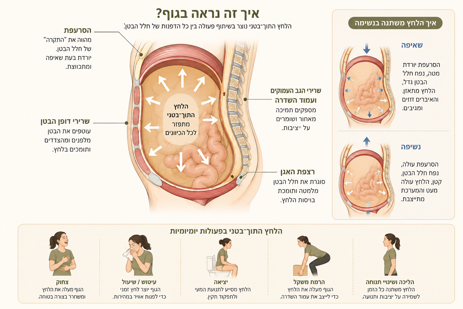 איור המציג את הלחץ התוך־בטני — הסרעפת, שרירי דופן הבטן, שרירי הגב העמוקים ורצפת האגן, ואת השינוי בלחץ בשאיפה ובנשיפה, וכן דוגמאות לפעולות יומיומיות.